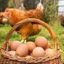 Oeuf Bio