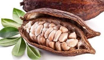 Cacao Magnitry