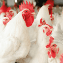BOUTIQUE POULET DE CHAIR