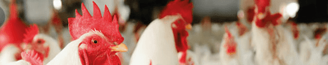 BOUTIQUE POULET DE CHAIR