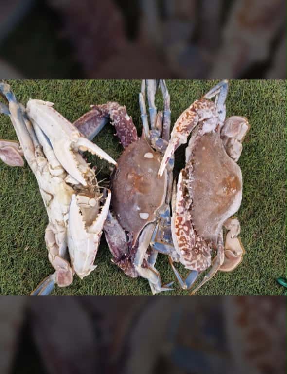 Crabes Frais - Prix au Kilo