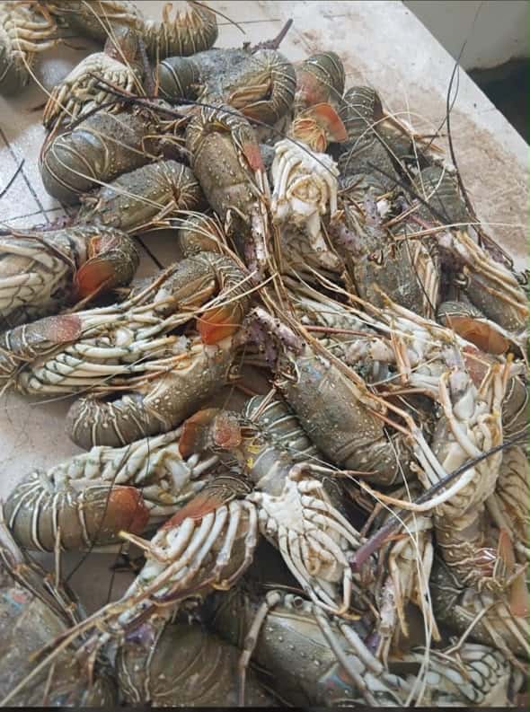 Langoustes Fraîches - Prix au Kilo