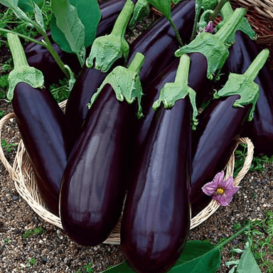 Aubergine