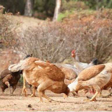 Poulet Gasy vivant