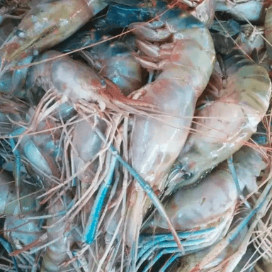 Gambas