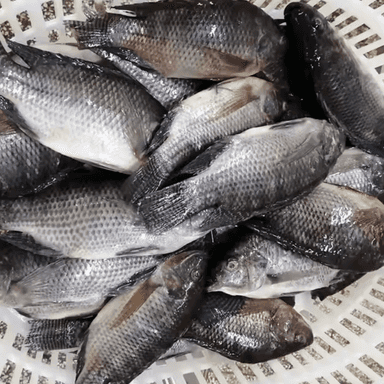 Tilapia noir