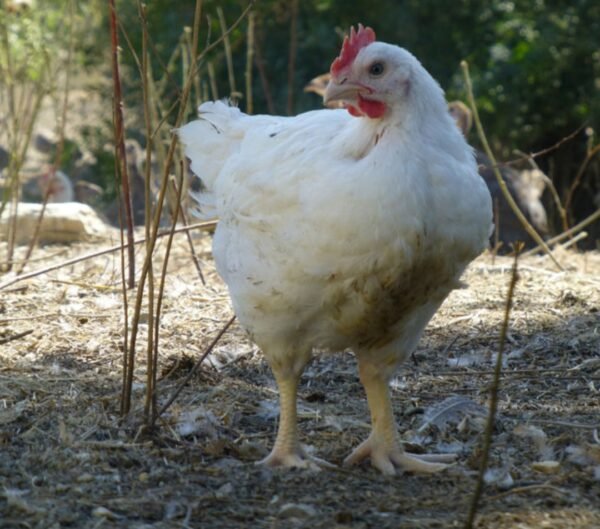 poulet 2 kg et plus