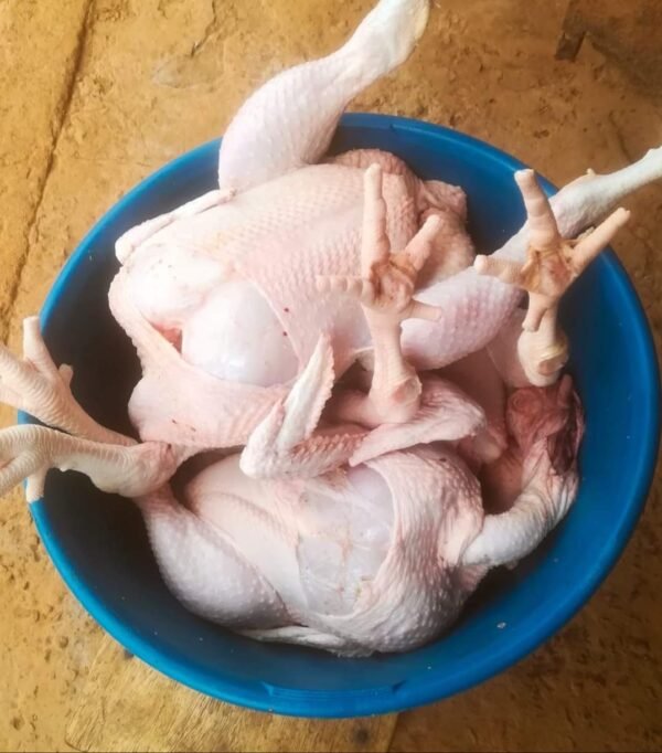 Poulet de chair vivant en entier – Image 2