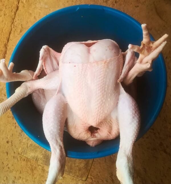 Poulet de chair vivant en entier – Image 3