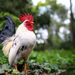 Coq Gasy vivant