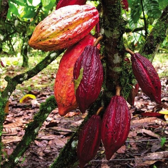 Cacao Magnitry