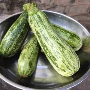 COURGETTE lot de 3