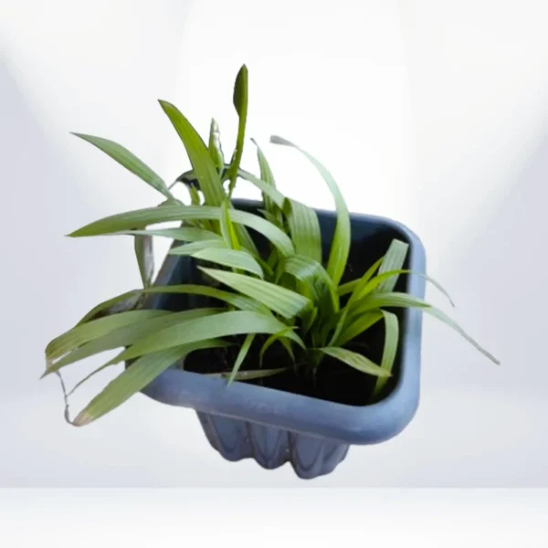 Zygopetalum