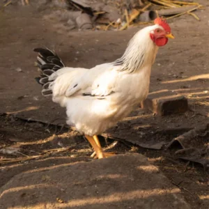 Poulet Gasy vivant