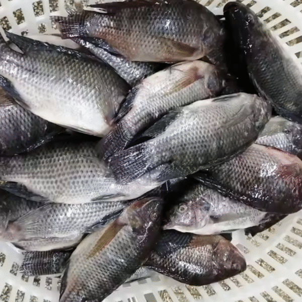Tilapia noir