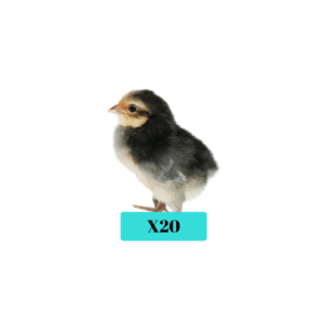 Lot de 20 poussins de poules pondeuses